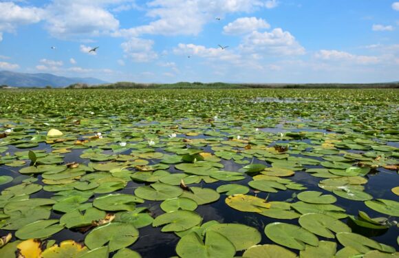 Biyoçeşitlilik ve habitatın korunması için geliştirilen projeler desteklenecek