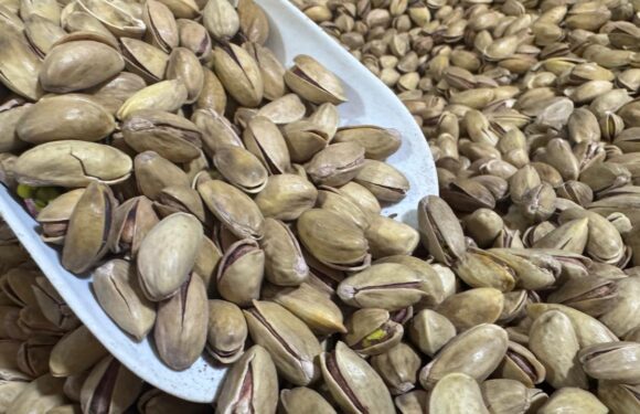 Türkiye’nin fıstık ihracatı yaklaşık 153 milyon dolar oldu