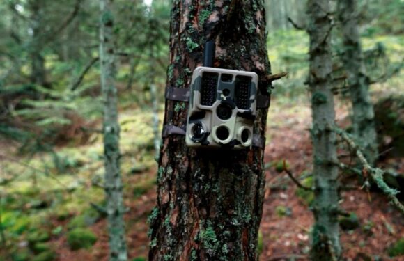 Ormanlar yapay zeka destekli 2 bin 800 fotokapanla 7/24 gözleniyor