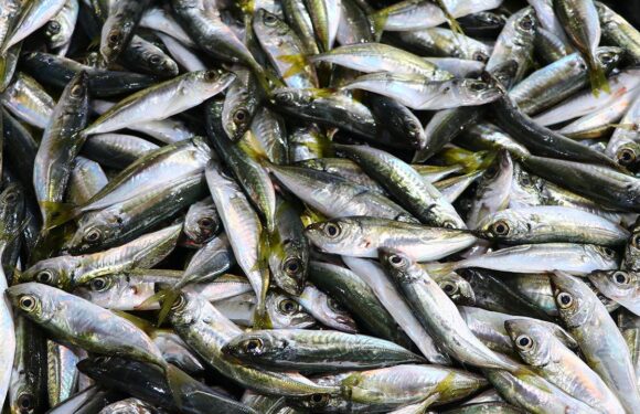 Balıkçı tezgahlarında istavrit ilgi görüyor