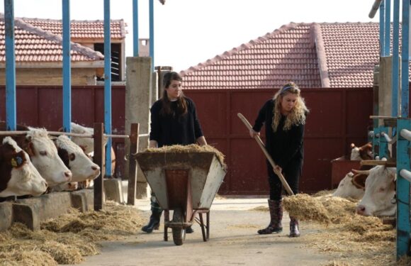 Hayvancılıkta verimlilik gelecek yıl desteklerle artırılacak