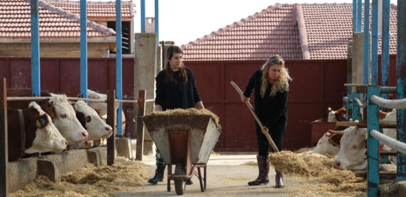 Hayvancılıkta verimlilik gelecek yıl desteklerle artırılacak