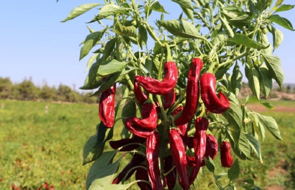 Biber ihracatının yüzde 71’i Batı Akdeniz’den