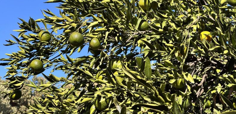 Bodrum mandalinasında rekolte beklentisi yüksek