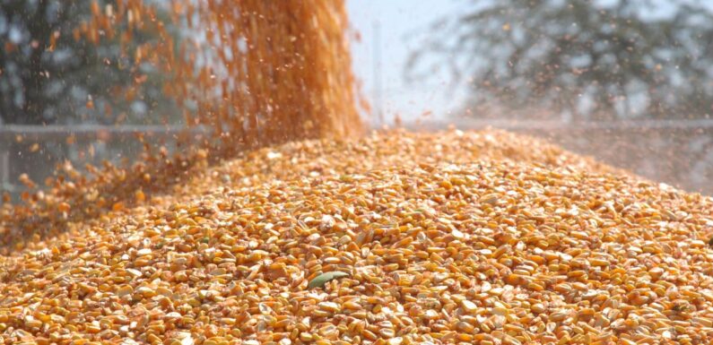 TİGEM 1400 ton dane mısır satacak