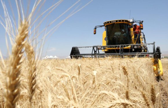 Güneydoğu’da 9 ayda 2,6 milyar dolarlık hububat ihracatı gerçekleştirildi