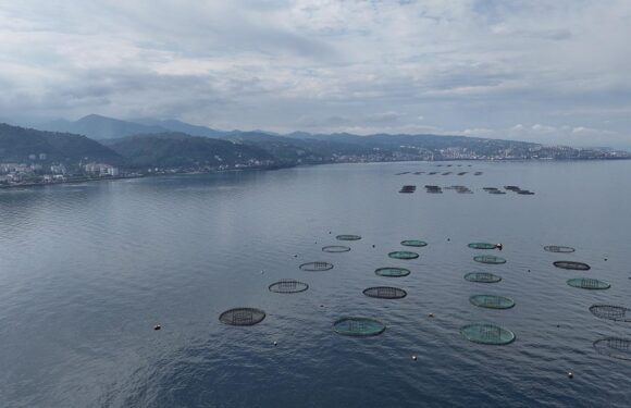 Karadeniz’den 31 ülkeye 278,7 milyon dolarlık su ürünü ihracatı