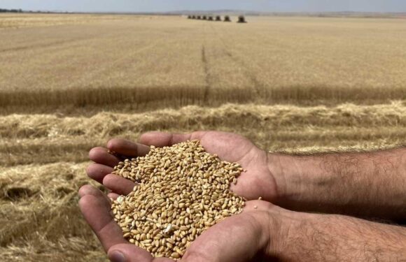 Bakan Yumaklı: Ülkemizin gıda ihtiyacında herhangi bir risk söz konusu değil