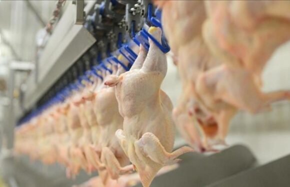 Tavuk eti üretimi arttı