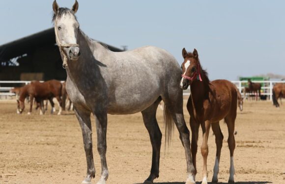 TİGEM’in açık artırmasında Arap tayı 10 milyon 500 bin liraya satıldı