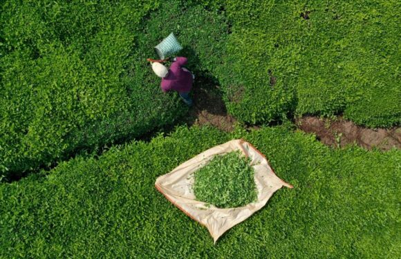 Türk çayı ihracatı 9 ayda 22 milyon doları aştı