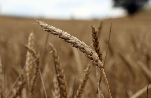 Tarımsal üretime yönelik Hazine destekli finansmana ilişkin limitler yeniden belirlendi