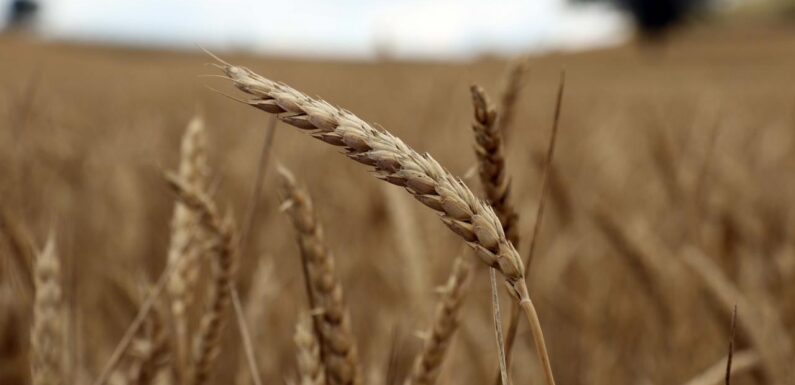 Tarımsal üretime yönelik Hazine destekli finansmana ilişkin limitler yeniden belirlendi