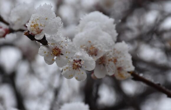 Zirai dondan etkilenen üreticilere destek ödemesi sürüyor