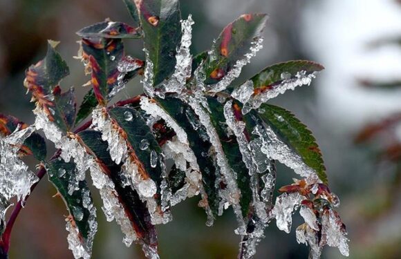 Eylülde üreticilere 3,15 milyar lira hasar tazminatı ödendi