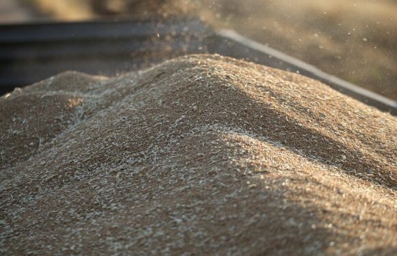 TİGEM 2 bin ton buğday satacak