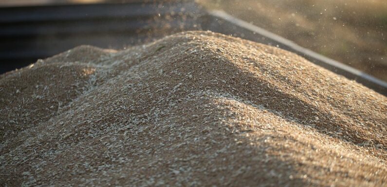 TİGEM 2 bin ton buğday satacak