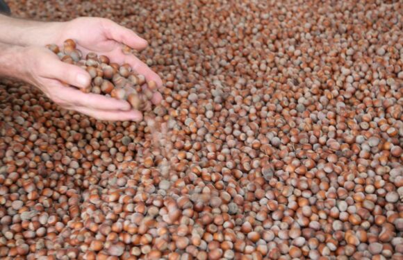 Türkiye fındık ihracatından 10 ayda 1,8 milyar dolar gelir sağladı