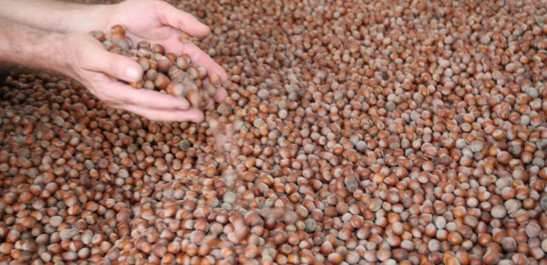 Türkiye fındık ihracatından 10 ayda 1,8 milyar dolar gelir sağladı