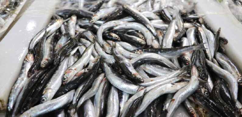 Karadeniz’in hamsisi Avrupa sofralarında