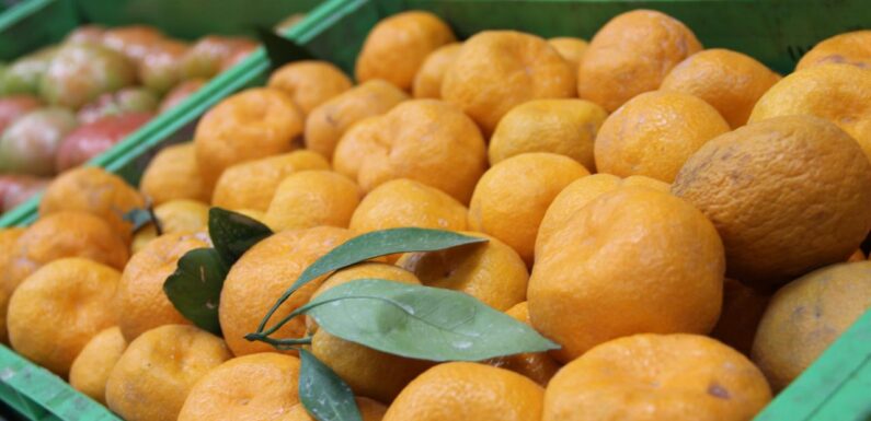 Zirai ilaç kalıntısı bulunan 6 bin 100 kilogram mandalina imha edildi