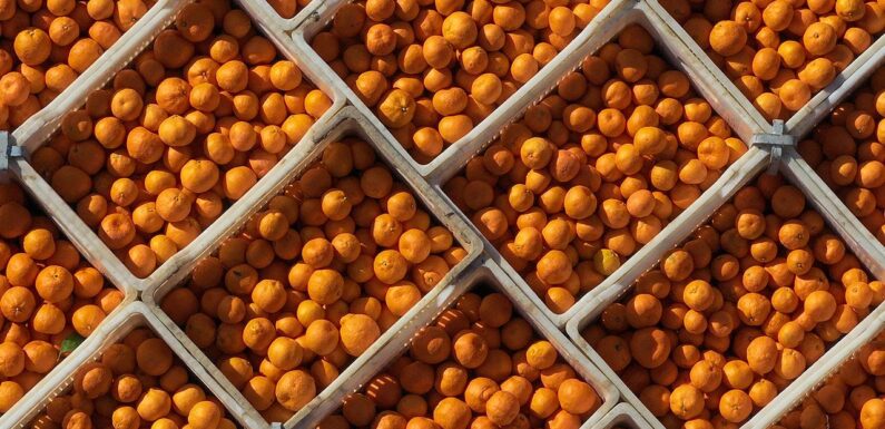 10 aylık mandalina ihracatı 375 milyon dolara yükseldi