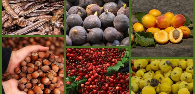 Türkiye tarımda 7 üründe dünya lideri oldu