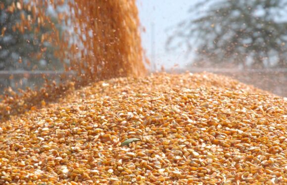 Arpa ve mısır ithalatında tarife kontenjanları 1 milyon tona yükseltildi