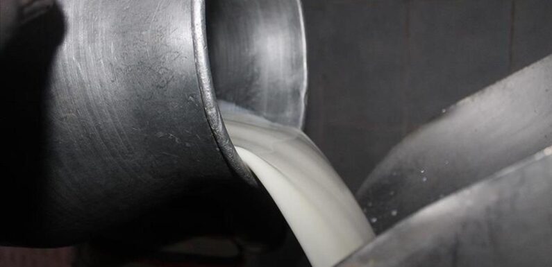 TİGEM, ihaleyle 74 bin 665 ton inek sütü satacak