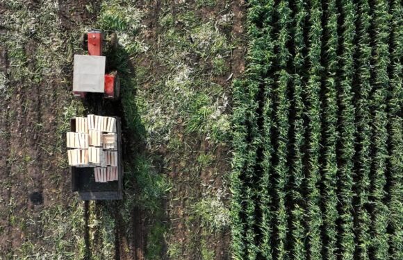 Tarım ÜFE ekimde aylık bazda yüzde 4 art