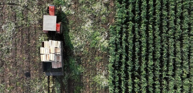 Tarım ÜFE ekimde aylık bazda yüzde 4 art