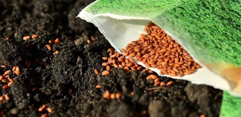 Türkiye 100’den fazla ülkeye tohum ihraç ediyor