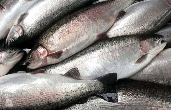 Artvin’den 67 ülkeye Türk somonu ihraç edildi