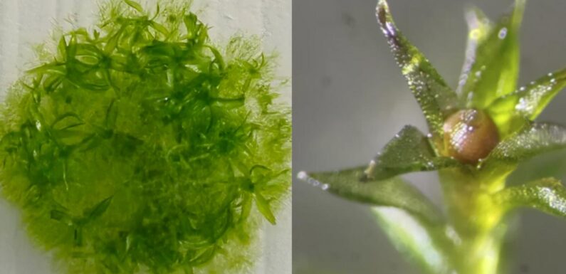 Bu yosun, uzayda dokuz ay yaşayarak rekor kırdı