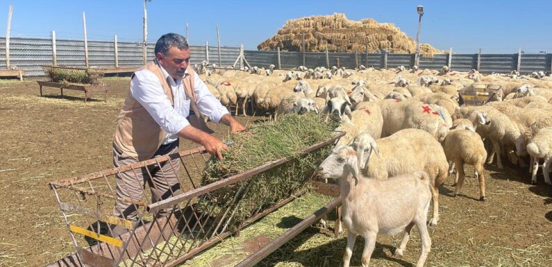 TİGEM 5 bin 150 küçükbaş hayvan satacak