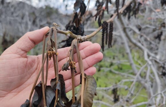 Zirai don kapsamında 798 milyon lira yeni destek ödemesi