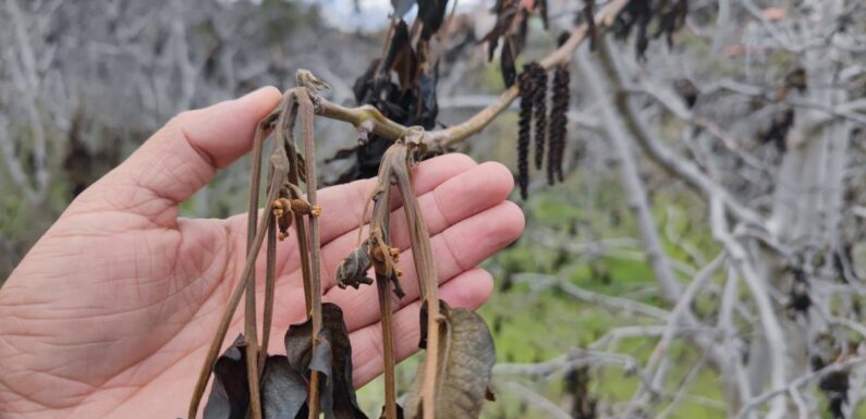 Zirai don kapsamında 798 milyon lira yeni destek ödemesi