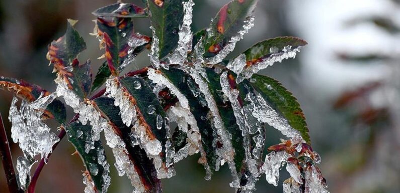 Zirai dondan etkilenen üreticilere yeni destek ödemesi